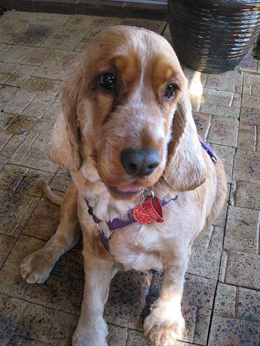 An image of a Cocker Spaniel