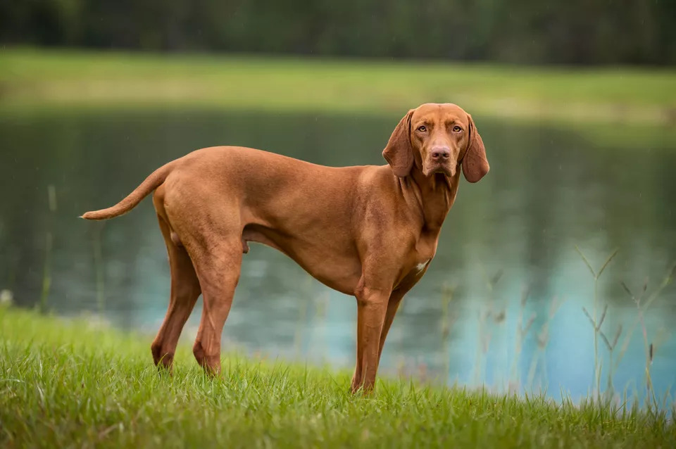 Image of a German shepherd